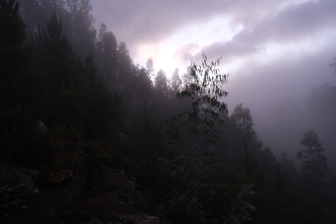 Foggy forest