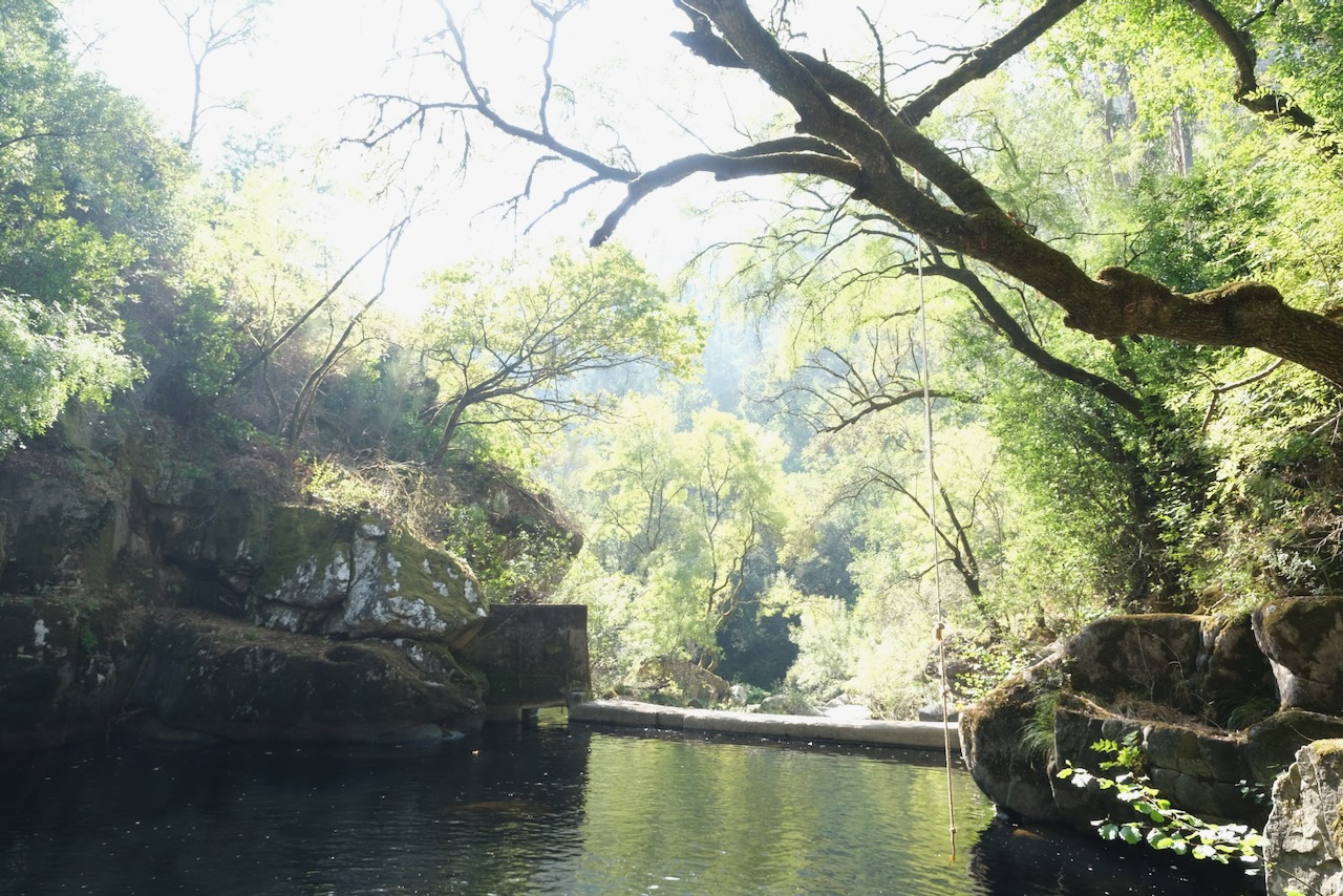 Natural forest pool